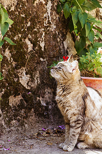 猫花园里户外图片