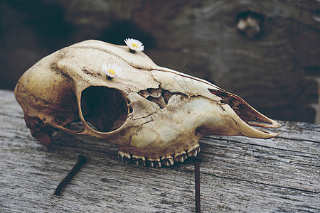 用花装饰的野生动物头骨高清图片