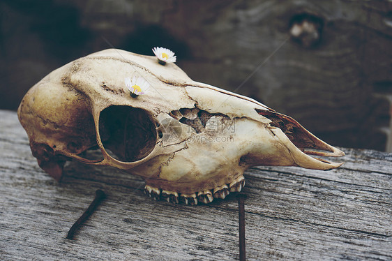 用花装饰的野生动物头骨图片