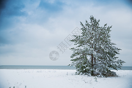 伯乐千里马波罗的海的海景冬天穿过松树林背景