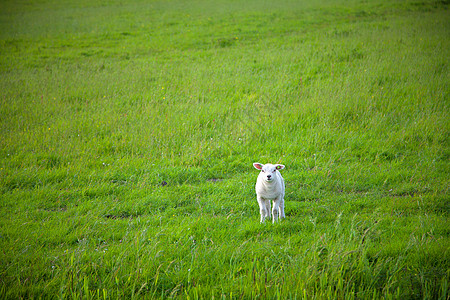 一只羊在农场吃青草图片素材
