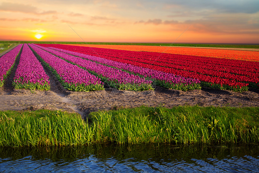 春季荷兰北部粉红色红色橙色郁金香田图片