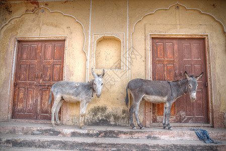 印度斋浦尔街头的驴子街上的驴子图片
