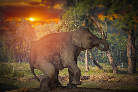 奇旺的大象尼泊尔的丛林里奇旺的大象图片