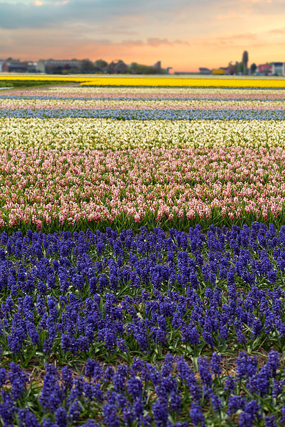 同颜色的风信子荷兰春天生长蓝色的花