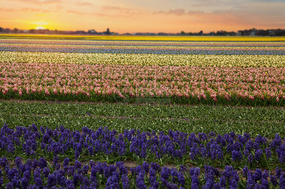 同颜色的风信子荷兰春天生长蓝色的花图片