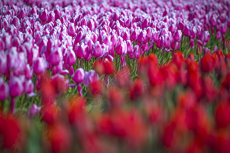 荷兰红色郁金香的田野荷兰的红色郁金香图片