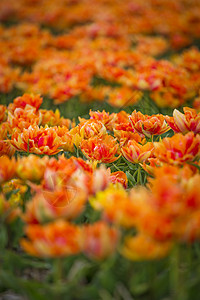 黄色郁金香荷兰的春天田野里盛开黄色郁金香图片