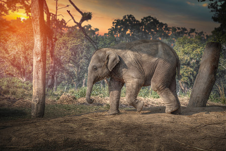 奇旺的大象尼泊尔的丛林里奇旺的大象图片