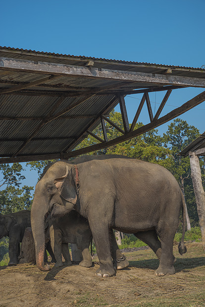 尼泊尔奇旺公园里的大象图片