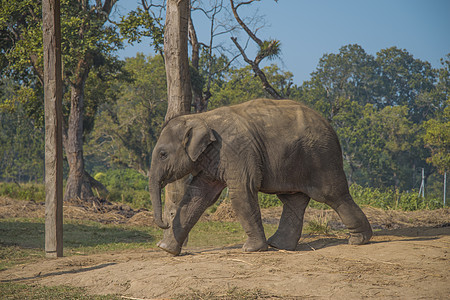 尼泊尔奇旺公园里的大象图片