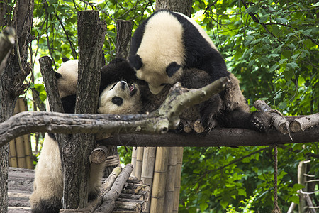 熊猫住成都的个保护区里中国图片