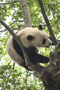 熊猫住成都的个保护区里中国图片