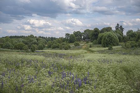 白俄罗斯的乡村风景房子森林田野的背景下图片
