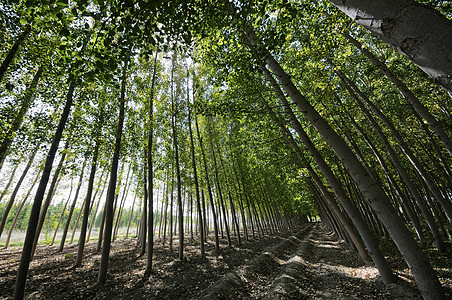西牙福恩特瓦奎罗斯格拉纳达安达卢西亚的杨树森林图片