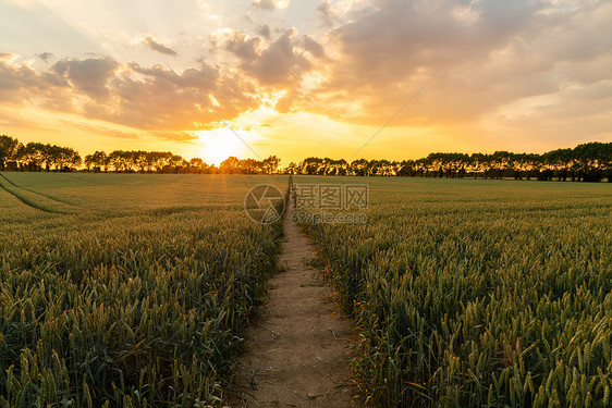 旅途旅行日落日出小径上穿过麦田大麦作物图片