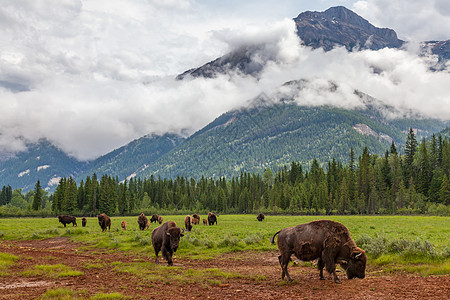群美洲野牛野牛野牛水牛,背景为云层覆盖的山脉图片