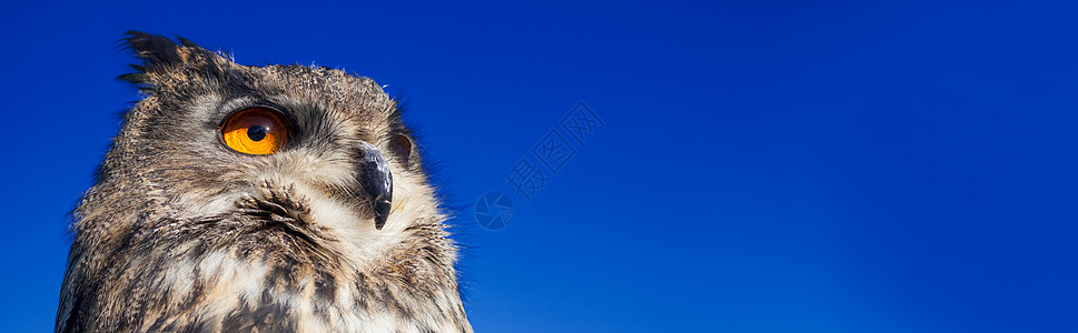 全景,欧洲欧亚鹰猫头鹰,布波布波,大橙色的眼睛深蓝色的夜空图片