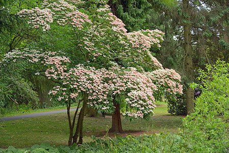 韩国欧巴爱尔兰都柏林植物园中的韩国茱萸树背景