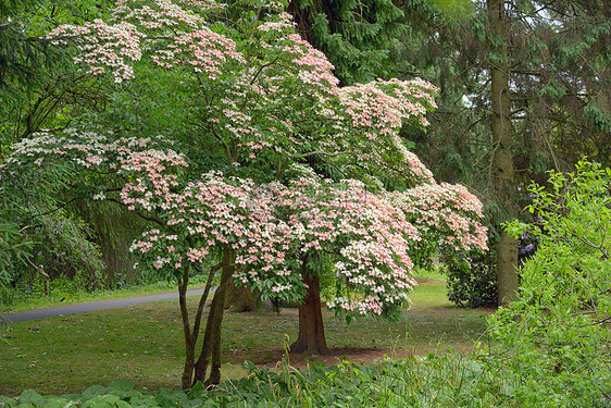 爱尔兰都柏林植物园中的韩国茱萸树图片