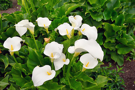 植物园里的卡拉百合花图片