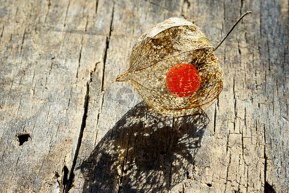 红橙干凤仙花灯笼图片