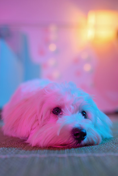 白色小狗麦芽狗坐家里的地毯上图片