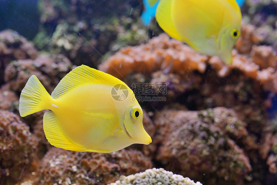 水族馆中的斑马鱼珊瑚图片