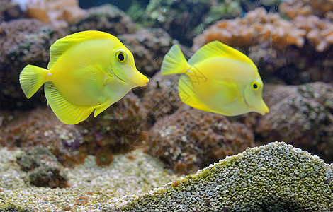 水族馆中的斑马鱼珊瑚图片