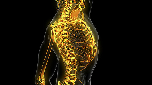 可见骨骼骨骼人体的科学解剖扫描可见骨骼的人体图片