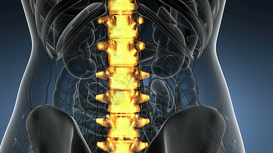 脊骨背痛科学解剖扫描人类脊柱骨骼发光黄色背部骨头背痛背景图片