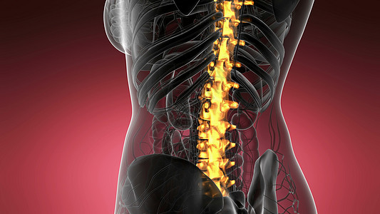 脊骨背痛科学解剖扫描人类脊柱骨骼发光黄色背部骨头背痛图片