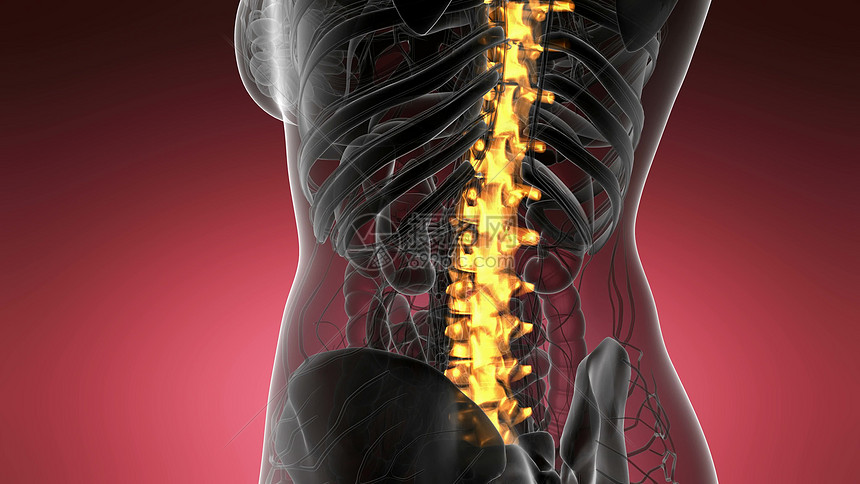脊骨背痛科学解剖扫描人类脊柱骨骼发光黄色背部骨头背痛图片