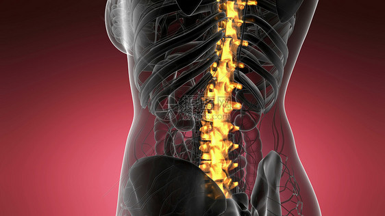 脊骨背痛科学解剖扫描人类脊柱骨骼发光黄色背部骨头背痛图片