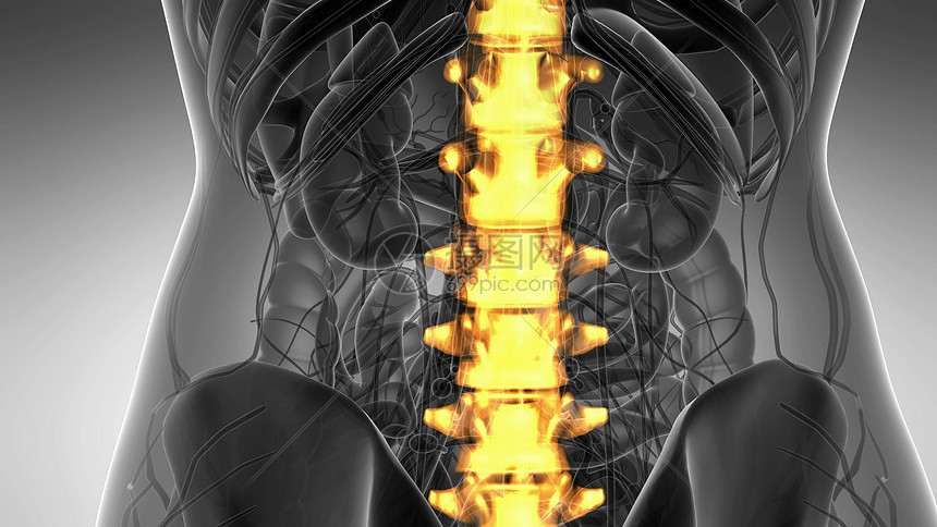 脊骨背痛科学解剖扫描人类脊柱骨骼发光黄色背部骨头背痛图片