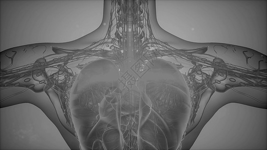 人体科学解剖断层扫描人体解剖断层扫描高清图片