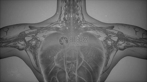 人体科学解剖断层扫描人体解剖断层扫描图片