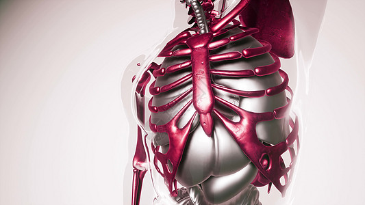 人体骨骼与器官模型的医学科学人体骨骼模型与器官图片