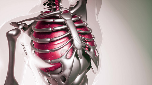人体所器官骨骼肺模型的医学科学所器官骨骼的人肺模型图片