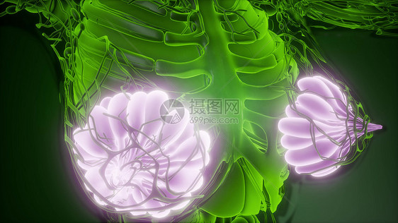 辉光乳腺X射线人体的科学解剖扫描人体可见辉光乳腺图片