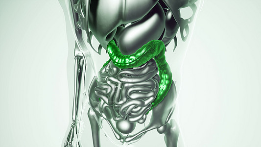 人体所器官骨骼结肠模型的医学科学所器官的人类结肠模型图片