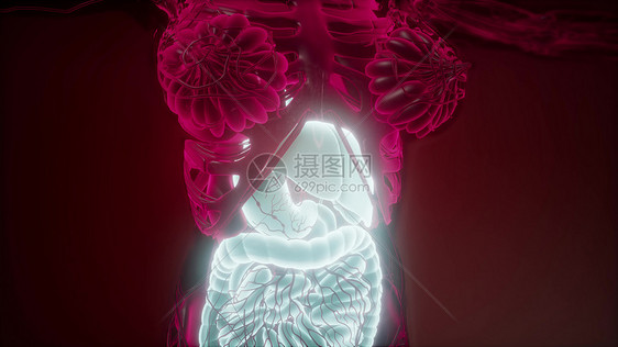 可见消化系统人体的科学解剖扫描可见消化系统的人体图片