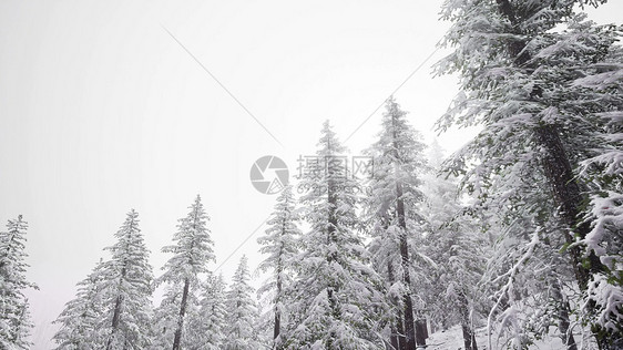 空中雪覆盖树木景观冬季自然森林空中雪覆盖树木景观图片