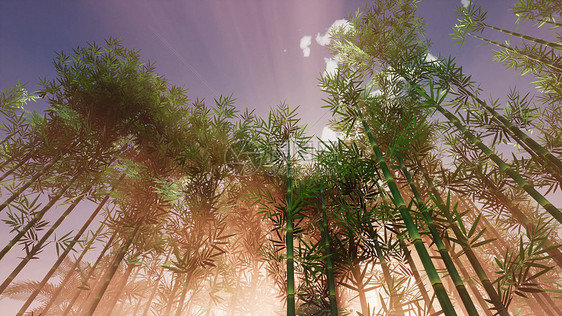 斑布森林花园艺术日落竹林花园图片