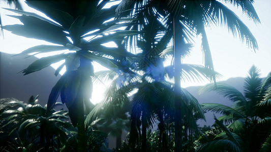 棕榈油树种植园4K惊人的日出空中鸟瞰泰国日落透过棕榈树图片