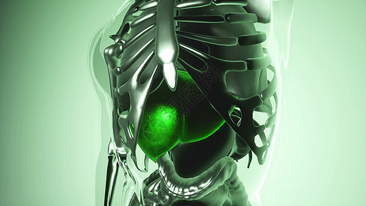 人体所器官骨骼肝脏模型的医学科学所器官骨骼的人类肝脏模型图片