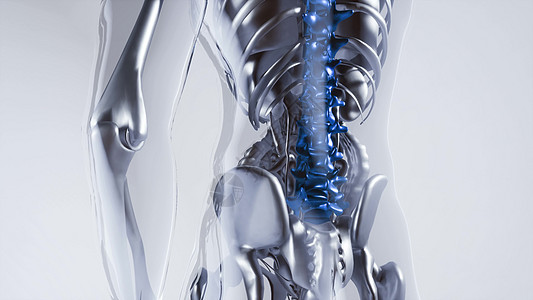 人体脊柱骨骼与器官模型的医学科学人体脊柱骨骼模型与器官背景图片