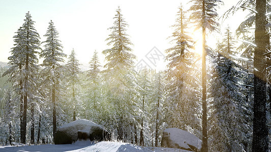 空中雪覆盖树木无人机镜头景观冬季自然美丽的欧洲森林山旅游白色著名田园旅游空中雪覆盖树木无人机镜头景观冬季图片