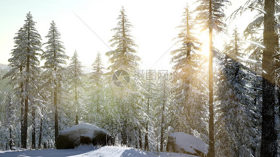 空中雪覆盖树木无人机镜头景观冬季自然美丽的欧洲森林山旅游白色著名田园旅游空中雪覆盖树木无人机镜头景观冬季图片