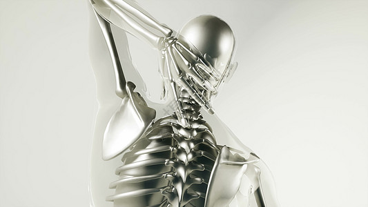 人体骨骼与器官模型的医学科学人体骨骼模型与器官背景图片